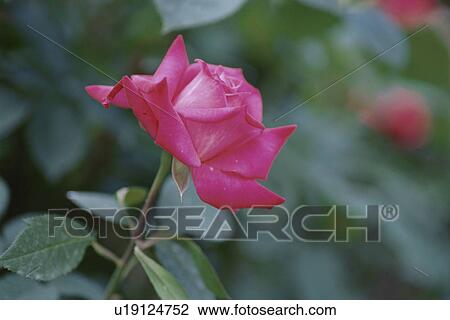 Rose View Large Photo Image Stock Image - Rose. Fotosearch