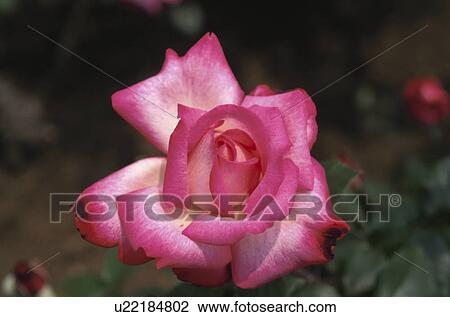 Stock Image - Rose. Fotosearch
