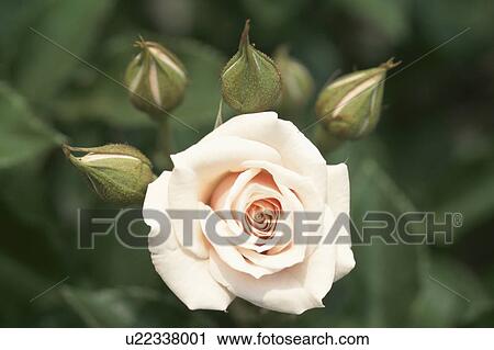 Stock Image - Rose. Fotosearch