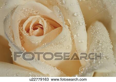Stock Image - Rose. Fotosearch