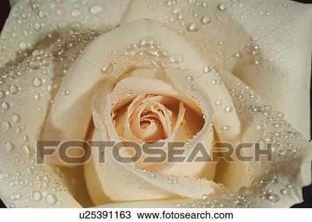 Stock Image - Rose. Fotosearch