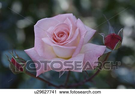 Stock Image - Rose. Fotosearch