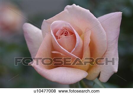 Stock Photo - Rose. Fotosearch