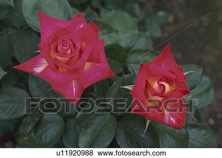 Rose View Large Photo Image Stock Photo - Rose. Fotosearch