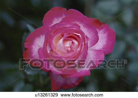 Rose View Large Photo Image Stock Photo - Rose. Fotosearch
