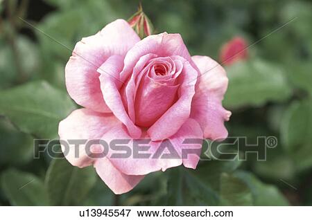 Rose View Large Photo Image Stock Photo - Rose. Fotosearch