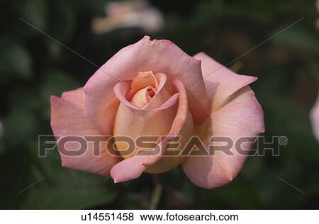Stock Photo - Rose. Fotosearch