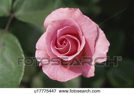 Stock Photo - Rose. Fotosearch