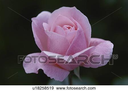 Stock Photo - Rose. Fotosearch