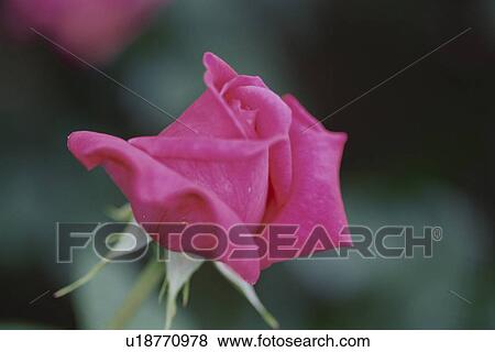 Stock Photo - Rose. Fotosearch