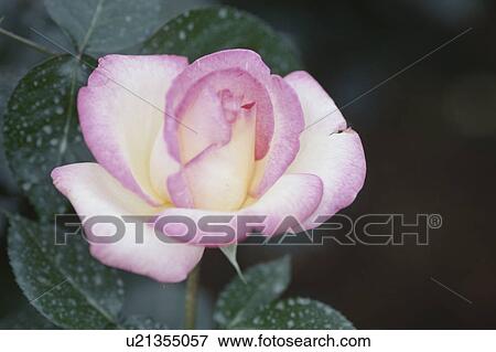 Stock Photo - Rose. Fotosearch