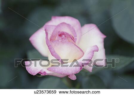 Stock Photo - Rose. Fotosearch