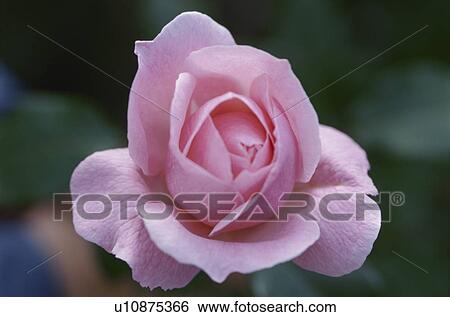 Stock Photograph - Rose. Fotosearch