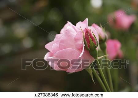 Stock Photograph - Rose. Fotosearch