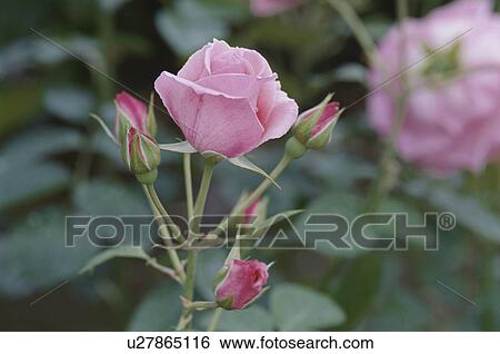 Stock Photograph - Rose. Fotosearch