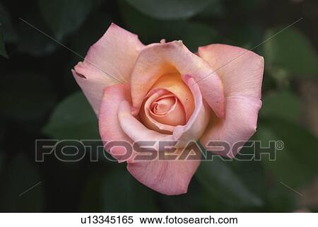 Stock Photography - Rose. Fotosearch
