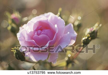 Stock Photography - Rose. Fotosearch