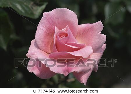 Stock Photography - Rose. Fotosearch