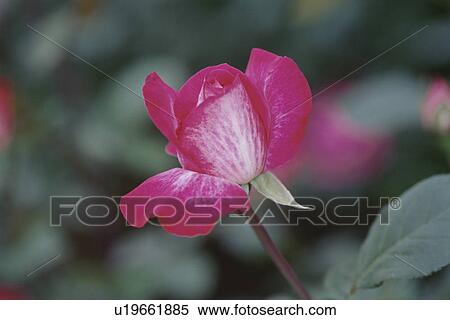Stock Photography - Rose. Fotosearch