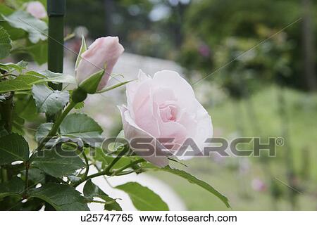 Rose View Large Photo Image Stock Photography - Rose. Fotosearch