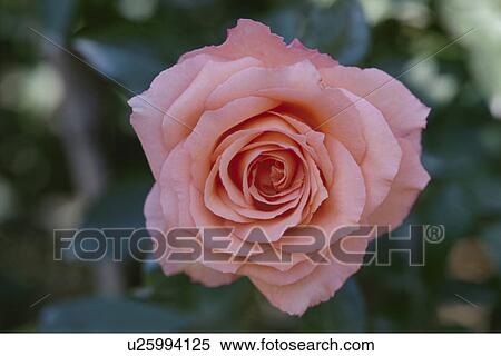 Stock Photography - Rose. Fotosearch