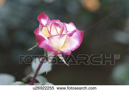 Stock Photography - Rose. Fotosearch