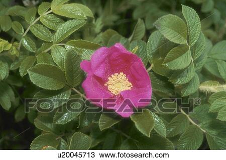 Rugosa Rose View Large Photo Image Stock Image - Rugosa Rose. Fotosearch