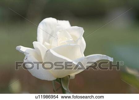 Picture - White Rose. Fotosearch