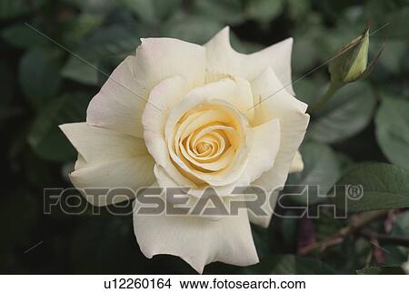 White Rose View Large Photo Image Picture - White Rose. Fotosearch
