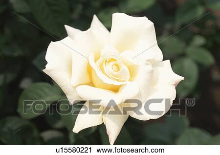 Stock Image - White Rose. Fotosearch