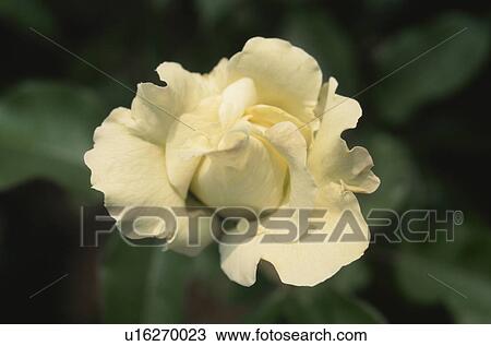 Stock Image - White Rose. Fotosearch