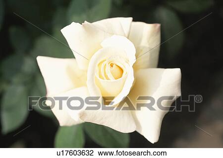 Stock Image - White Rose. Fotosearch