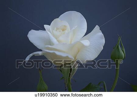 Stock Image - White Rose. Fotosearch