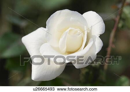 White Rose View Large Photo Image Stock Image - White Rose. Fotosearch
