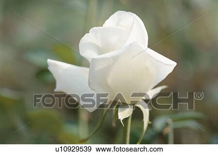 Stock Photo - White Rose. Fotosearch