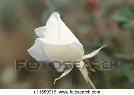 Stock Photography - White Rose. Fotosearch