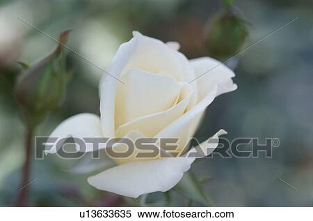 Stock Photography - White Rose. Fotosearch