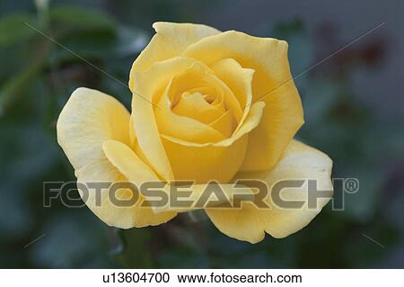Yellow Rose View Large Photo Image Stock Image - Yellow Rose. Fotosearch