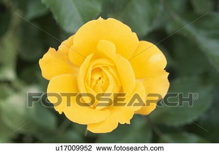 Stock Image - Yellow Rose. Fotosearch