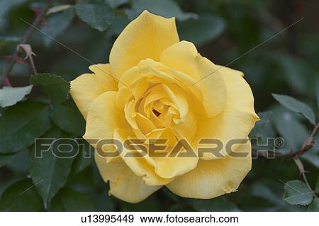 Yellow Rose View Large Photo Image Stock Photo - Yellow Rose. Fotosearch