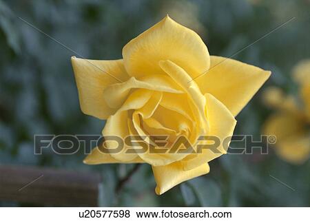 Yellow Rose View Large Photo Image Stock Photo - Yellow Rose. Fotosearch