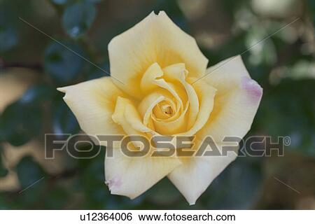 Stock Photograph - Yellow Rose. Fotosearch