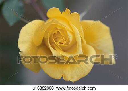 Yellow Rose View Large Photo Image Stock Photograph - Yellow Rose. Fotosearch