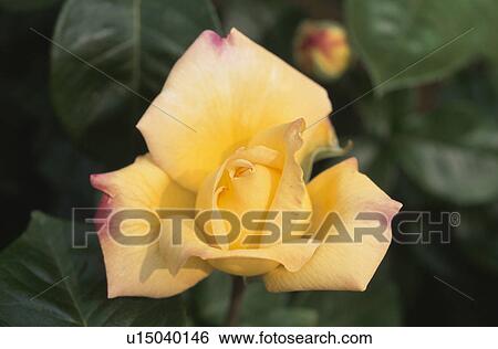 Stock Photograph - Yellow Rose. Fotosearch