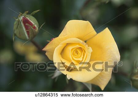 Stock Photography - Yellow Rose. Fotosearch