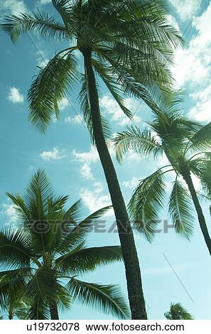 A Coconut Tree And The Blue Sea View Large Photo Image Stock Photo - A Coconut Tree And The Blue Sea. Fotosearch