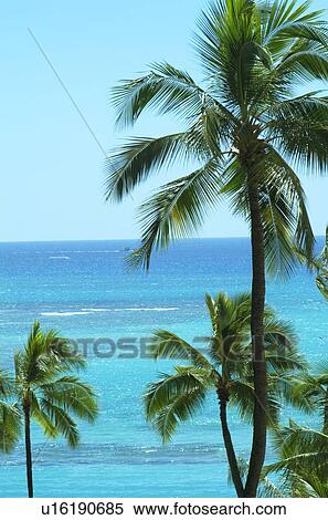 Stock Photography - A Coconut Tree And The Blue Sea. Fotosearch