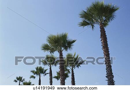 A Coconut Tree And The Sky View Large Photo Image Stock Photo - A Coconut Tree And The Sky. Fotosearch