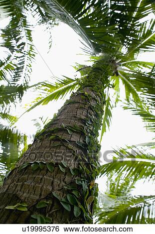 A Palm Tree View Large Photo Image Stock Photograph - A Palm Tree. Fotosearch