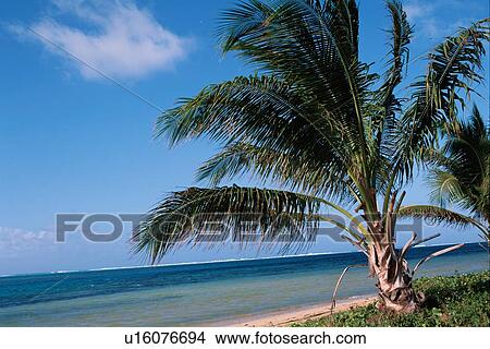 Picture - Coconut Palm Near Beach. Fotosearch